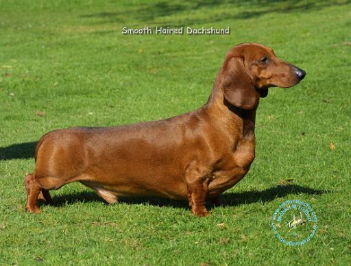 Dachshund 8R19D-07.JPG